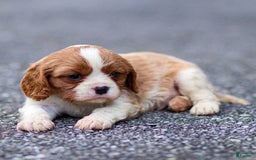 Cavalier King Charles Spaniel dogs for sale: Teddy - Image 4