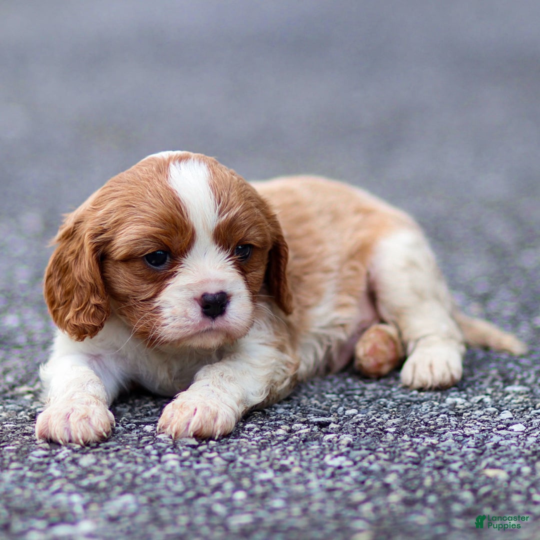 Cavalier King Charles Spaniel dogs for sale: Teddy - Image 4