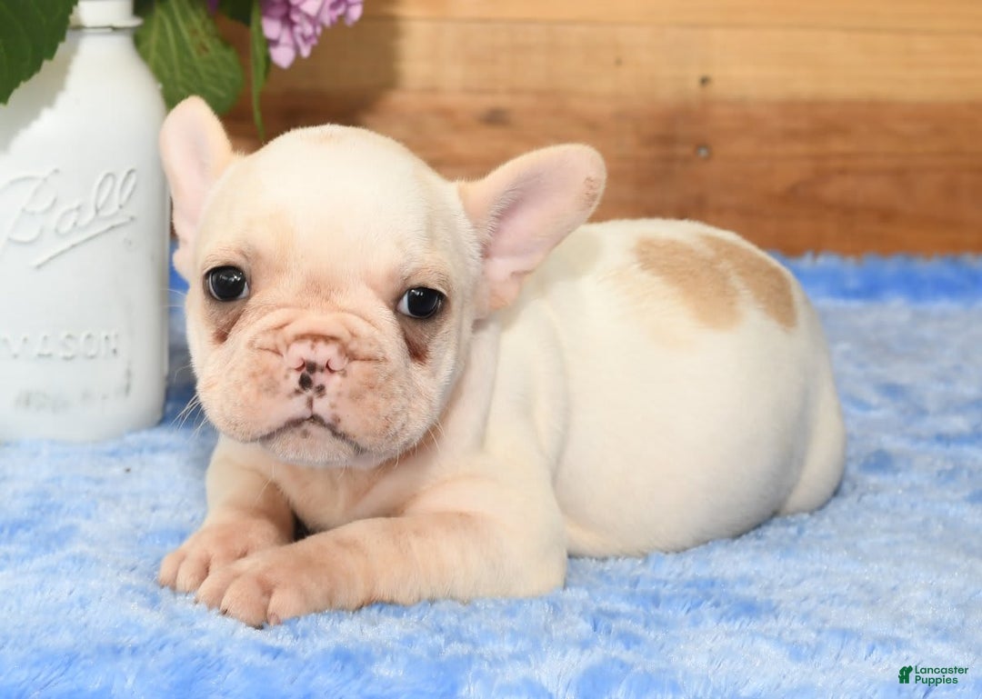 French Bulldog dogs for sale: Bella - Image 9