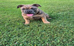 Olde English Bulldogge dogs for sale: Daisy - Image 2