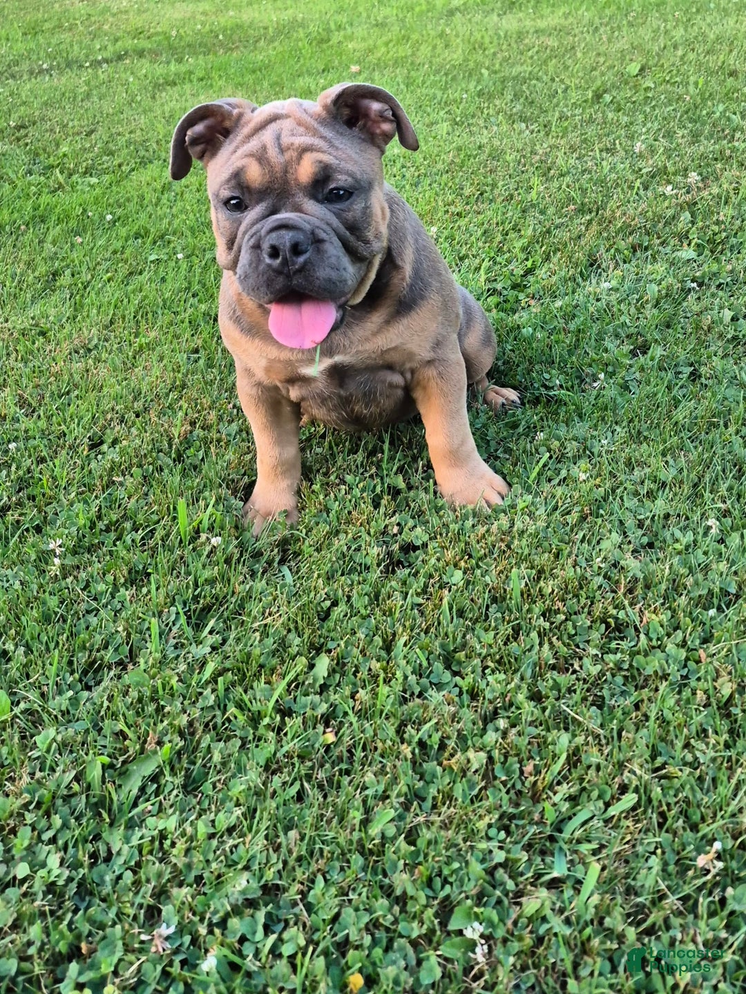 Olde English Bulldogge dogs for sale: Daisy - Image 2