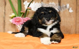 Bernedoodle dogs for sale: Delores - Image 3