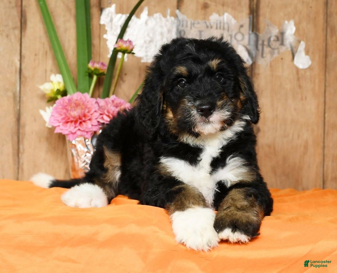 Bernedoodle dogs for sale: Delores - Image 3