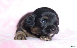 Cavapoo dogs for sale: Grace - Image 4