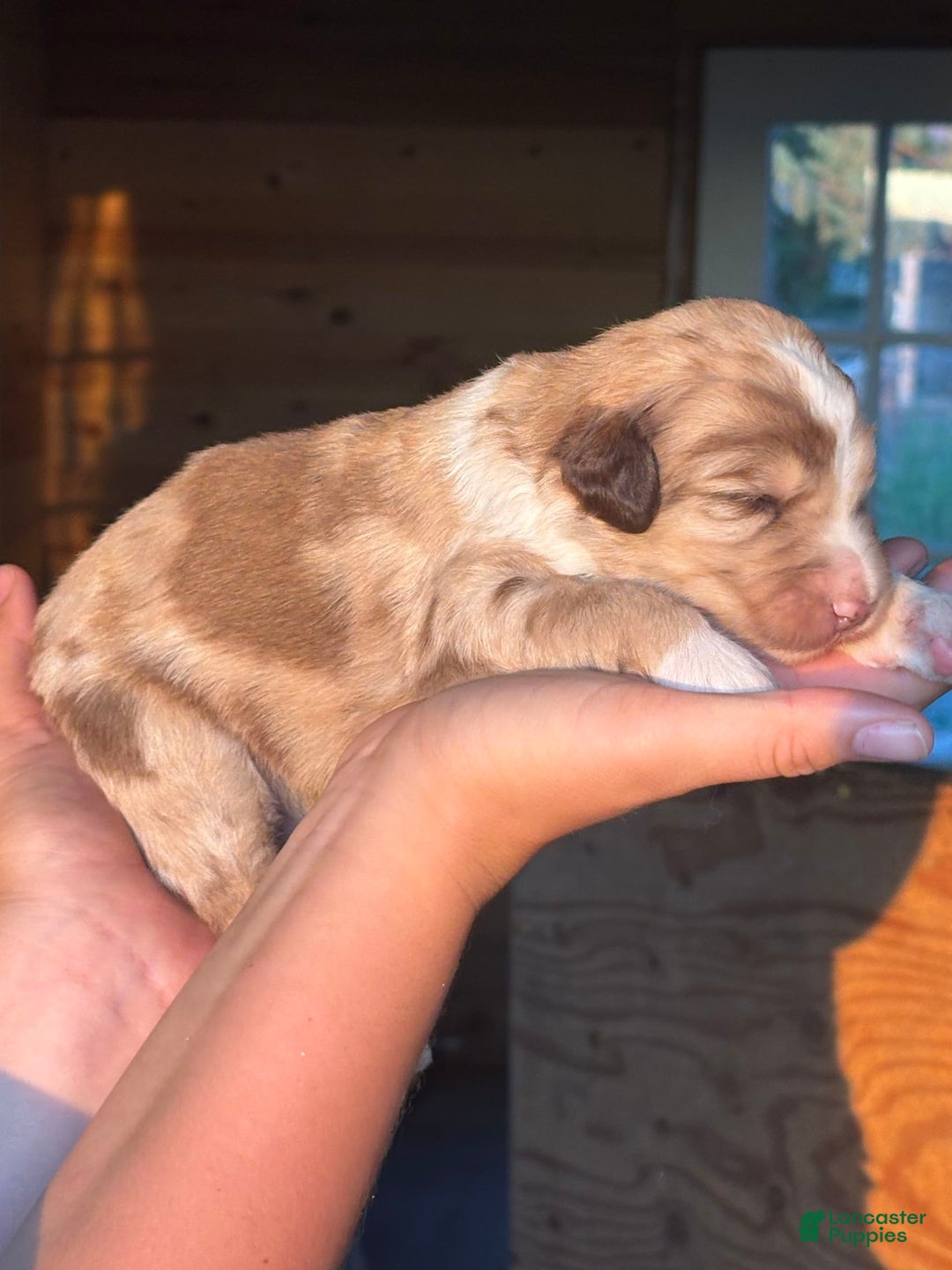 Aussiedoodle dogs for sale: Dolly - Image 3