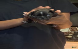 French Bulldog dogs for sale: Female 1 - Image 3