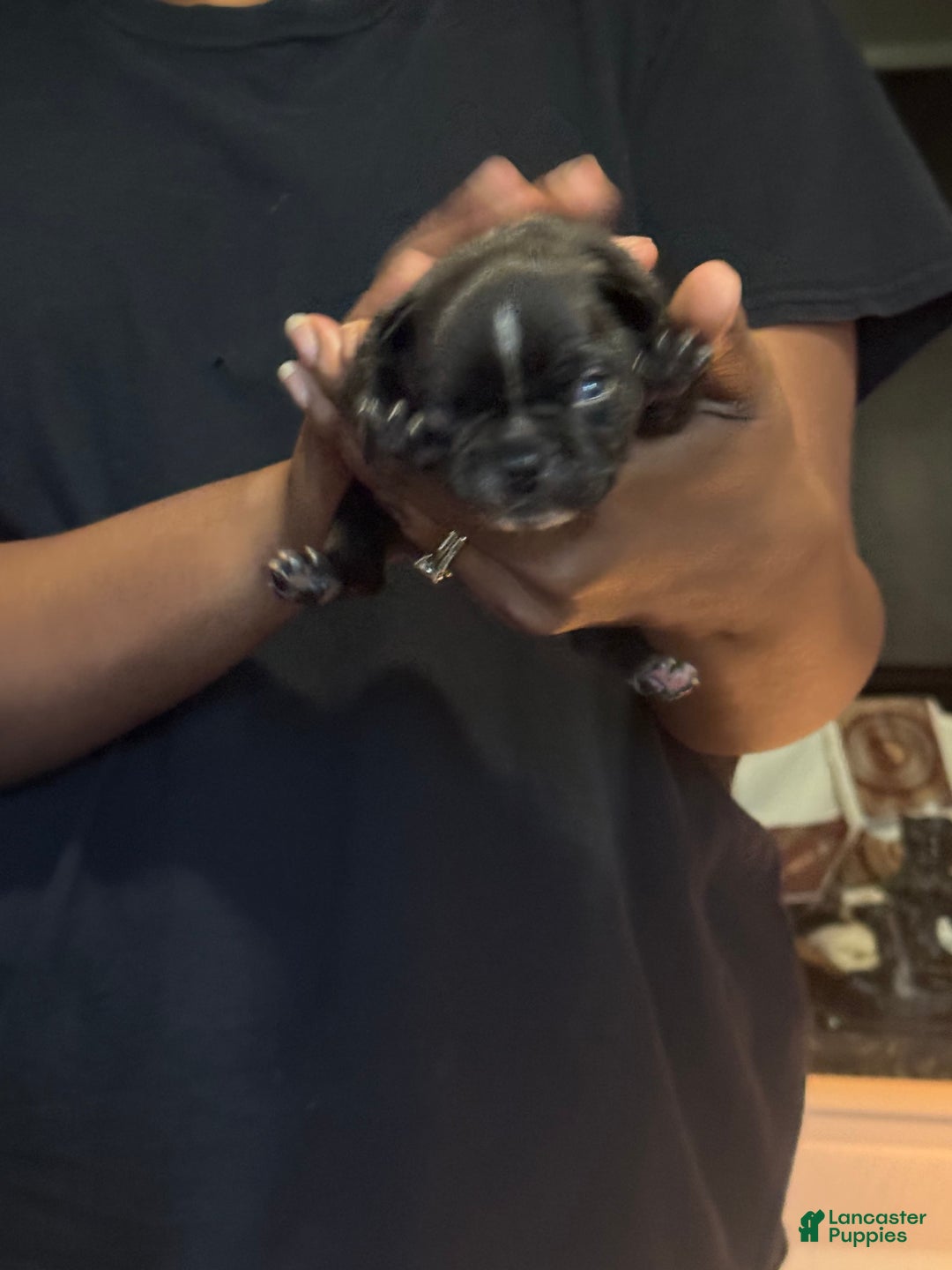French Bulldog dogs for sale: Female 1 - Image 3