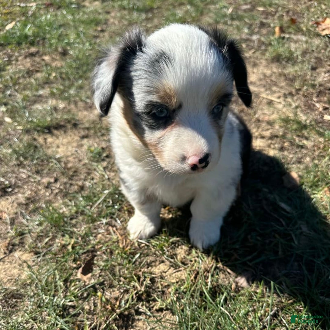 Welsh Corgi Pembroke dogs for sale: Brutus - Image 2