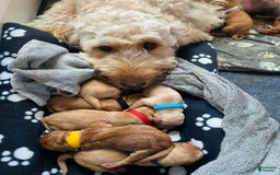 Goldendoodle dogs for sale: Bayar - Image 6
