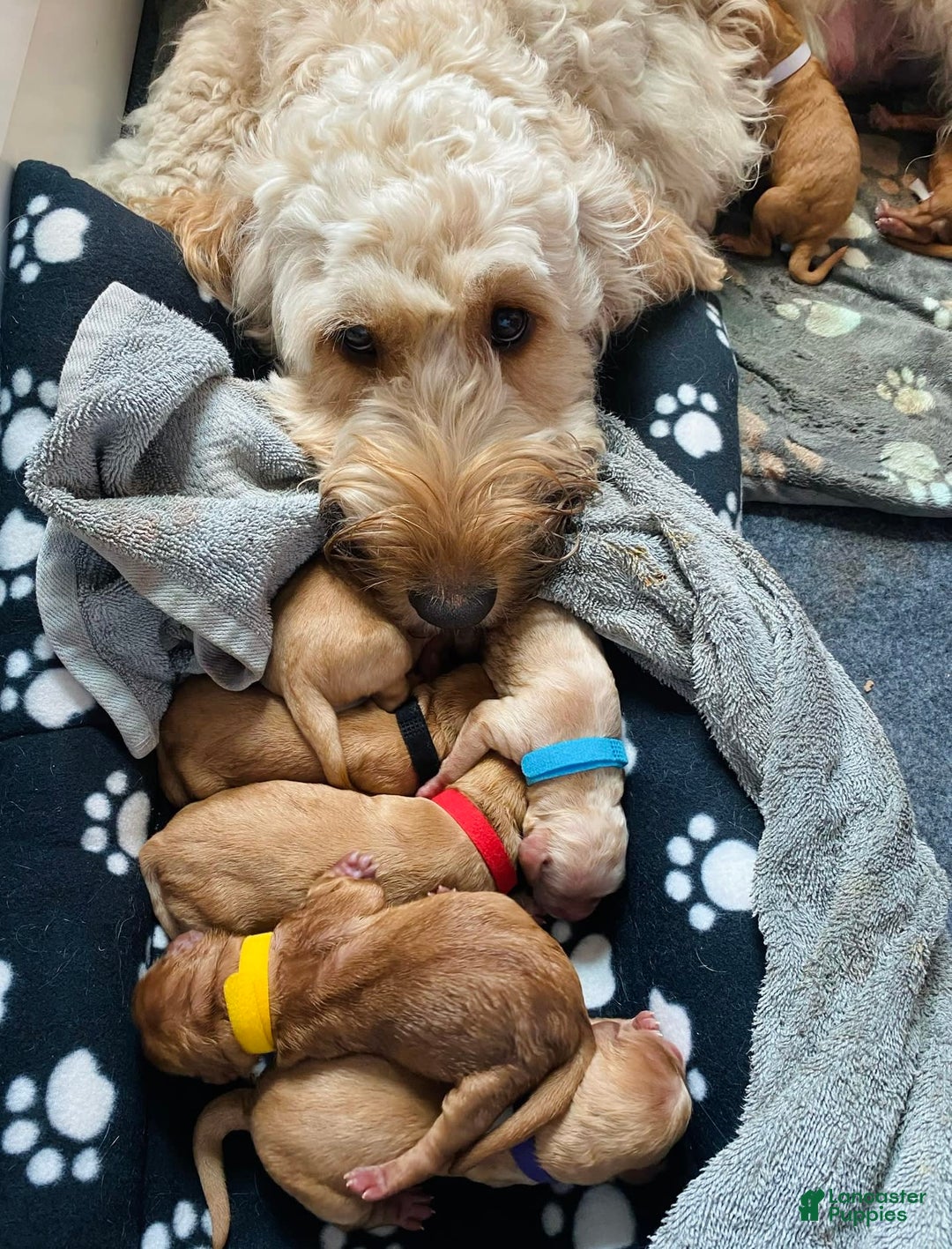 Goldendoodle dogs for sale: Bayar - Image 6