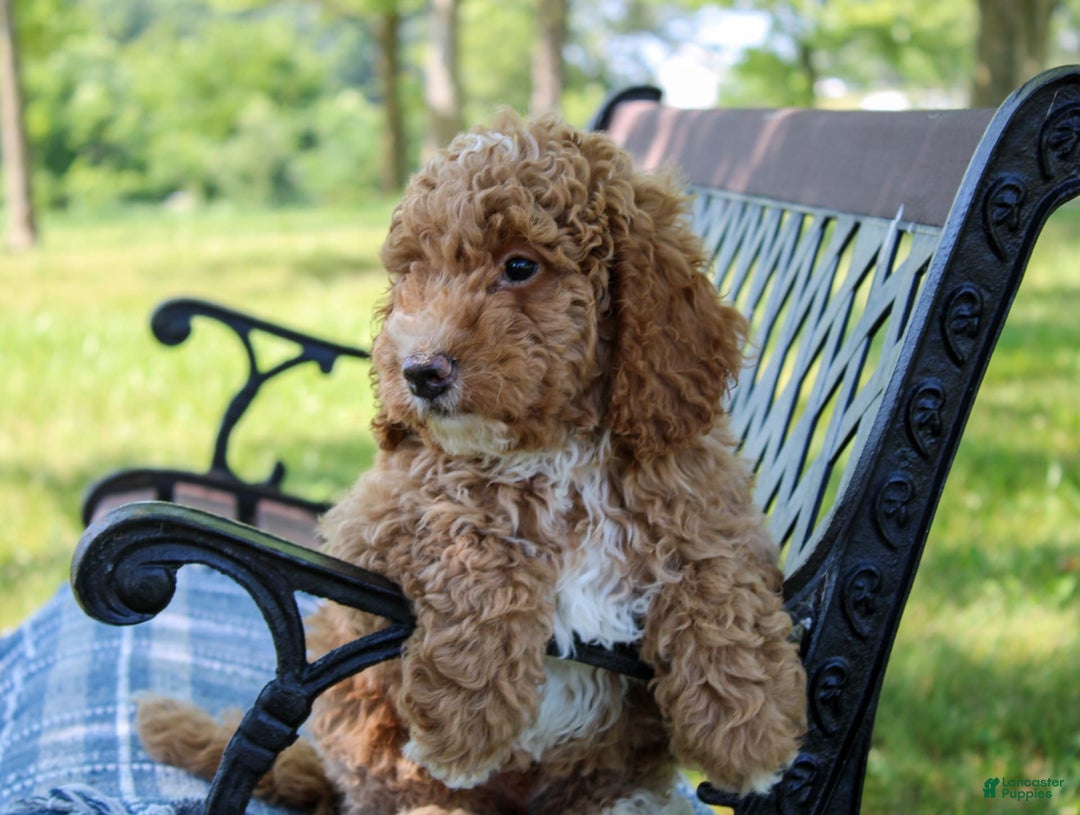 Miniature Poodle dogs for sale: Knox - Image 3