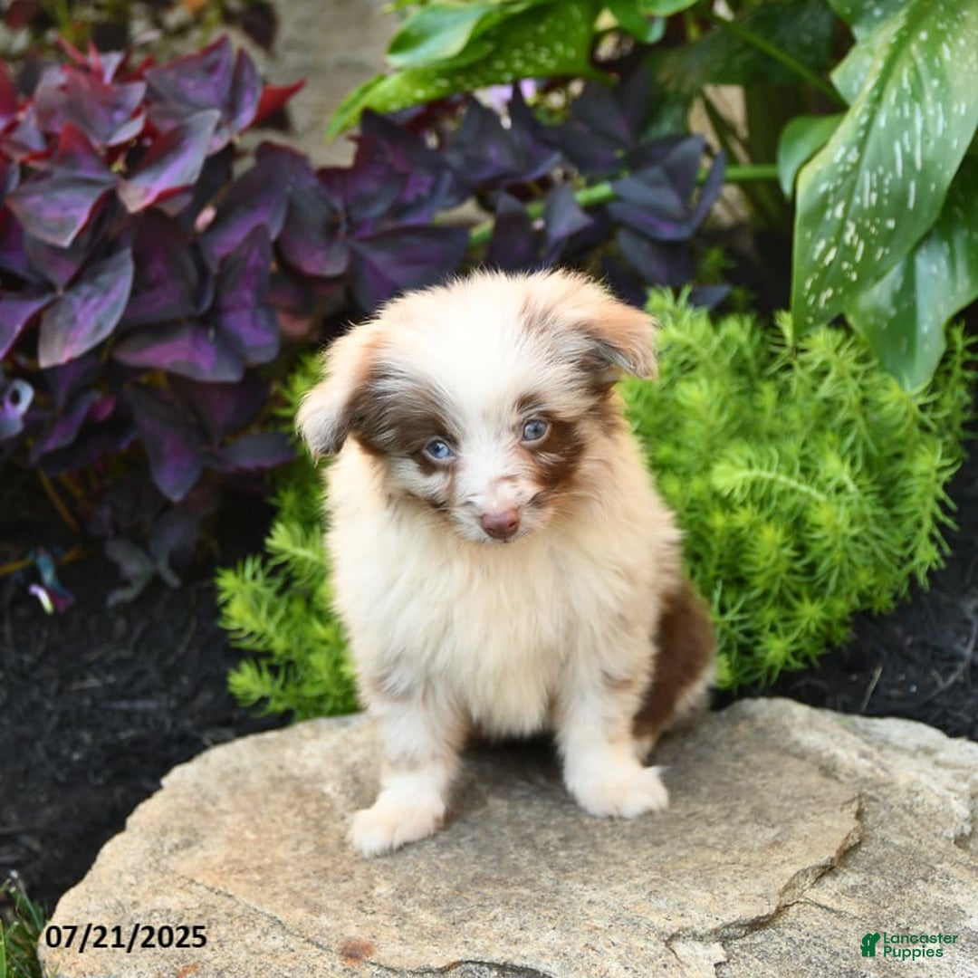 Miniature Australian Shepherd dogs for sale: Chief - Image 5