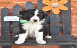 Border Collie dogs for sale: Candy - Image 1