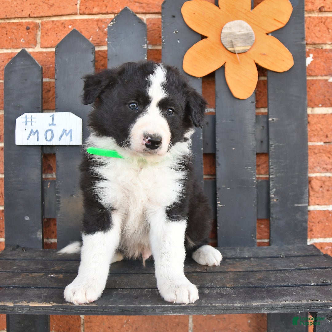 Border Collie dogs for sale: Candy - Image 1
