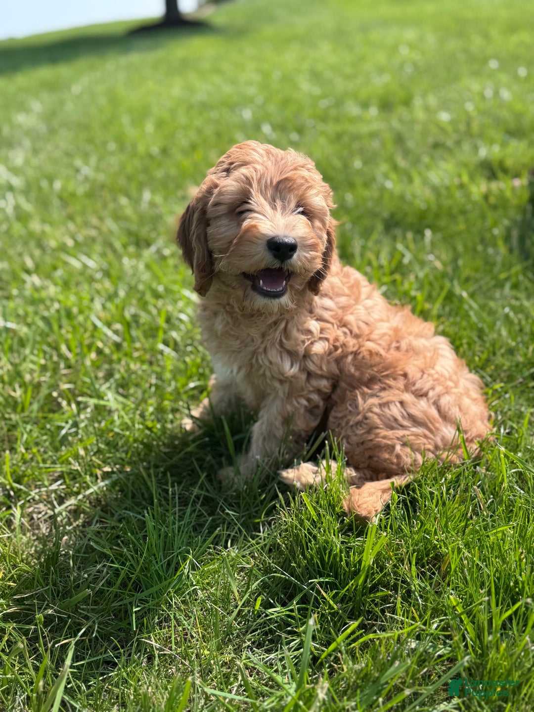 Cavapoo dogs for sale: Wallon - Image 1