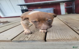 Australian Cattle Dog dogs for sale: Gamora - Image 2
