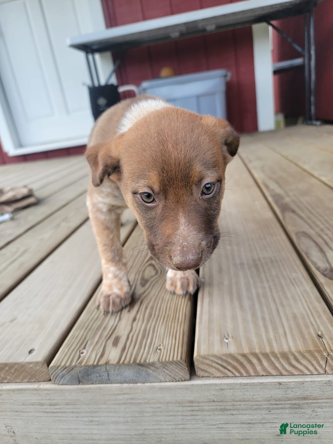 Australian Cattle Dog dogs for sale: Gamora - Image 2