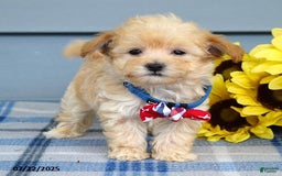 Maltipoo dogs for sale: Nixon - Image 2
