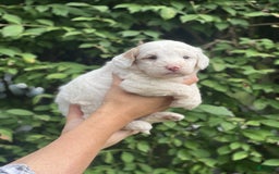 Mini Goldendoodle dogs for sale: Cooper - Image 3