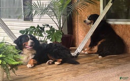 Bernese Mountain Dog dogs for sale: Mia - Image 6