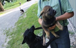 Norwegian Elkhound dogs for sale: Roscoe - Image 1