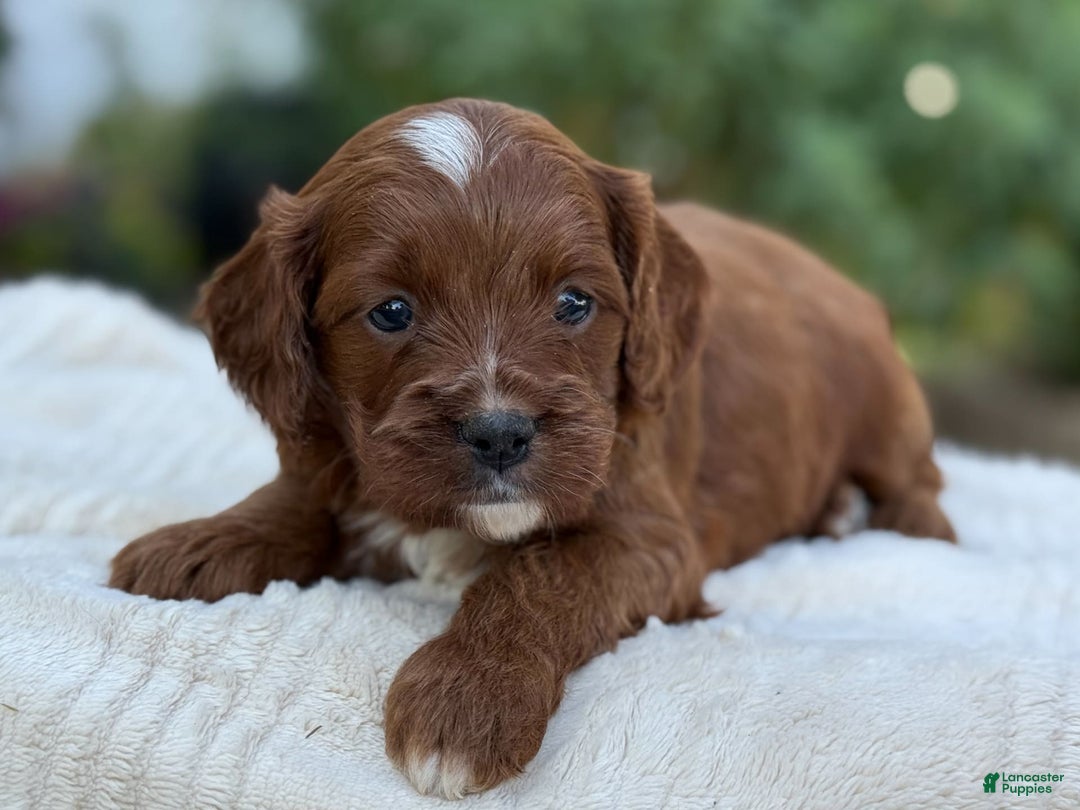 Cavapoo dogs for sale: Lincoln - Image 6