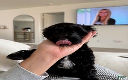 Cockapoo dogs for sale: Sage - Image 7