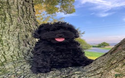 Cockapoo dogs for sale: Coca Cola - Image 3