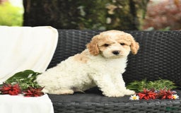 Cockapoo dogs for sale: Justin - Image 5