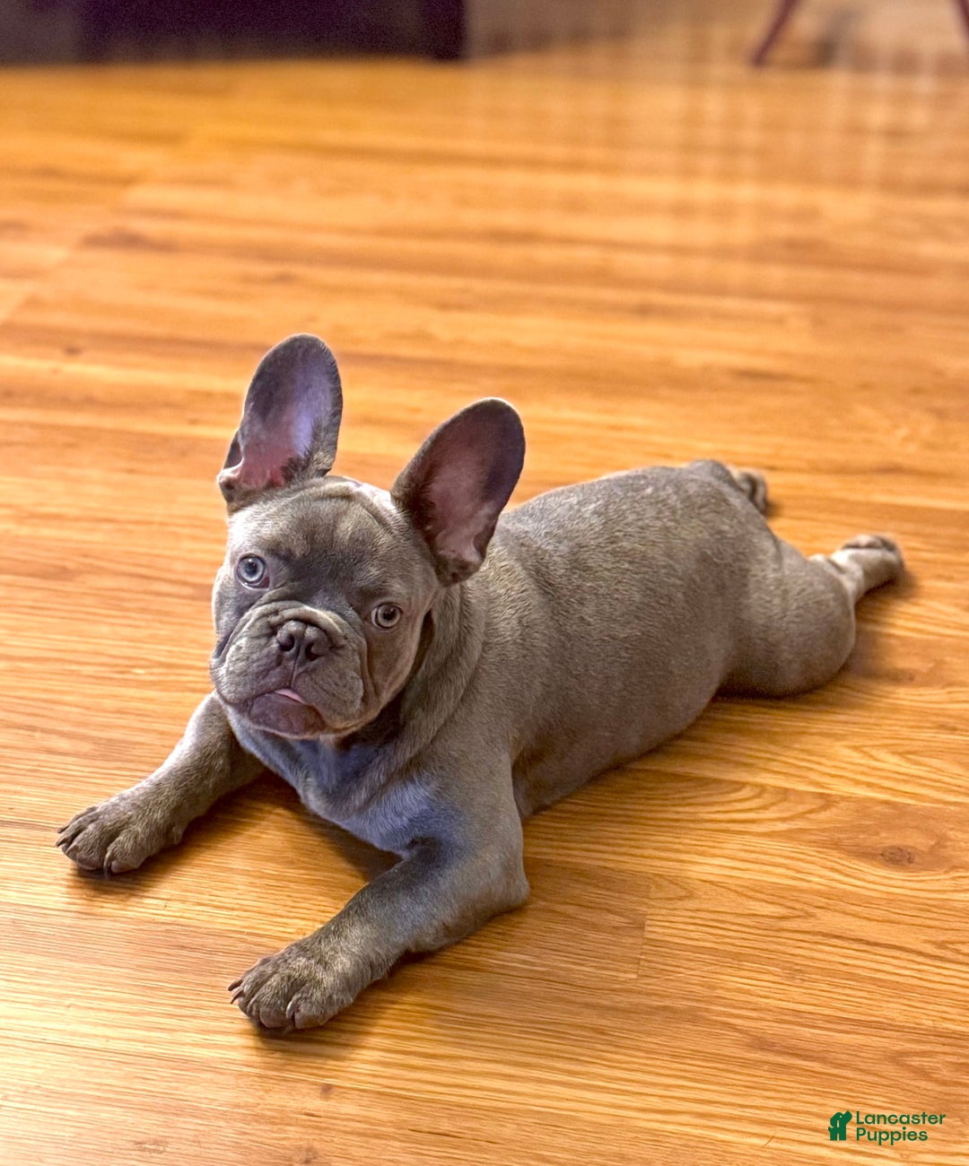 French Bulldog dogs for sale: Silver Dollar - Image 3
