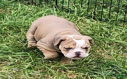 English Bulldog dogs for sale: Crushed Velvet - Image 11