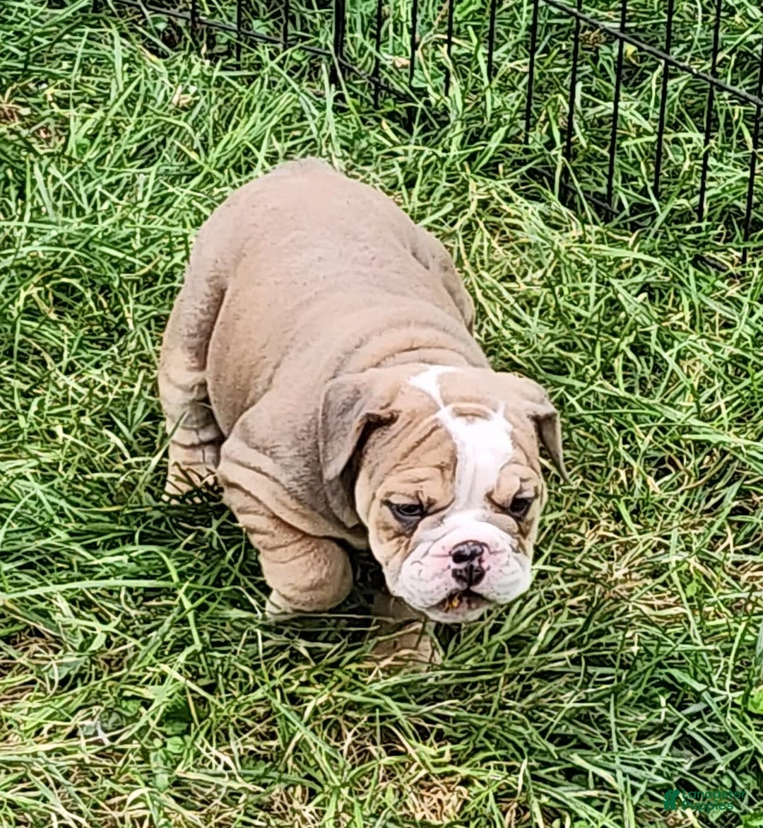 English Bulldog dogs for sale: Crushed Velvet - Image 11