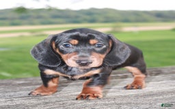 Miniature Dachshund dogs for sale: Chief - Image 5