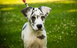 Great Dane dogs for sale: Electra - Image 2