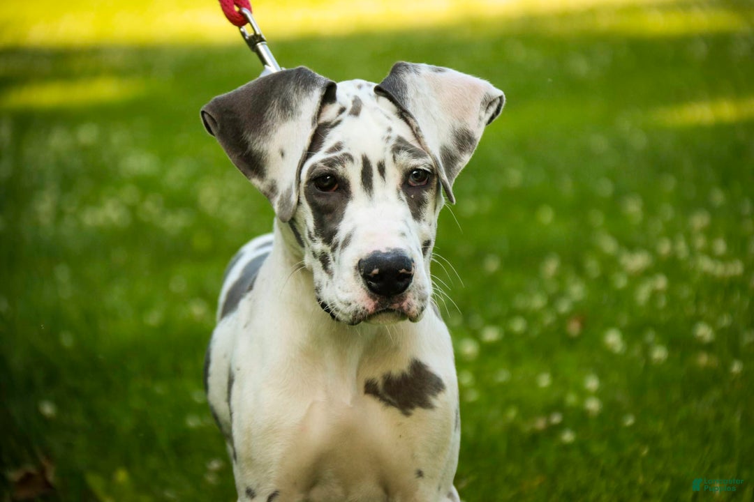 Great Dane dogs for sale: Electra - Image 2
