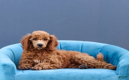 Standard Poodle dogs for sale: Reul - Image 3