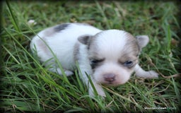 Chihuahua dogs for sale: Longhair Cortez - Image 4