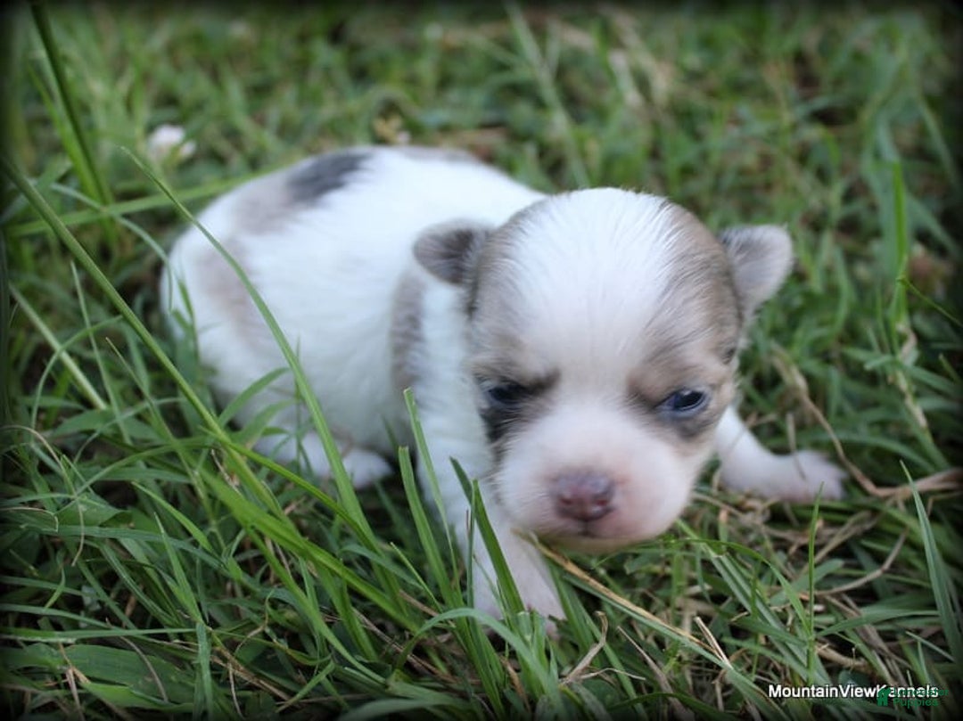 Chihuahua dogs for sale: Longhair Cortez - Image 4