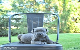 Cane Corso dogs for sale: Batista - Image 5