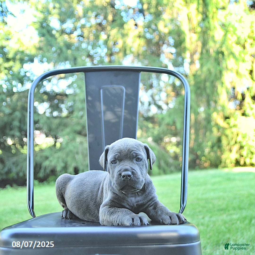 Cane Corso dogs for sale: Batista - Image 5