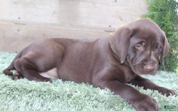 Labrador Retriever dogs for sale: Shishi - Image 7