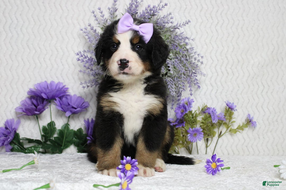 Bernese Mountain Dog dogs for sale: Pebbles - Image 20