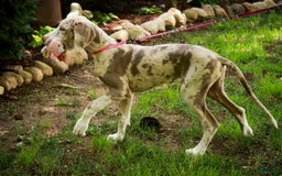 Great Dane dogs for sale: Jovie - Image 6