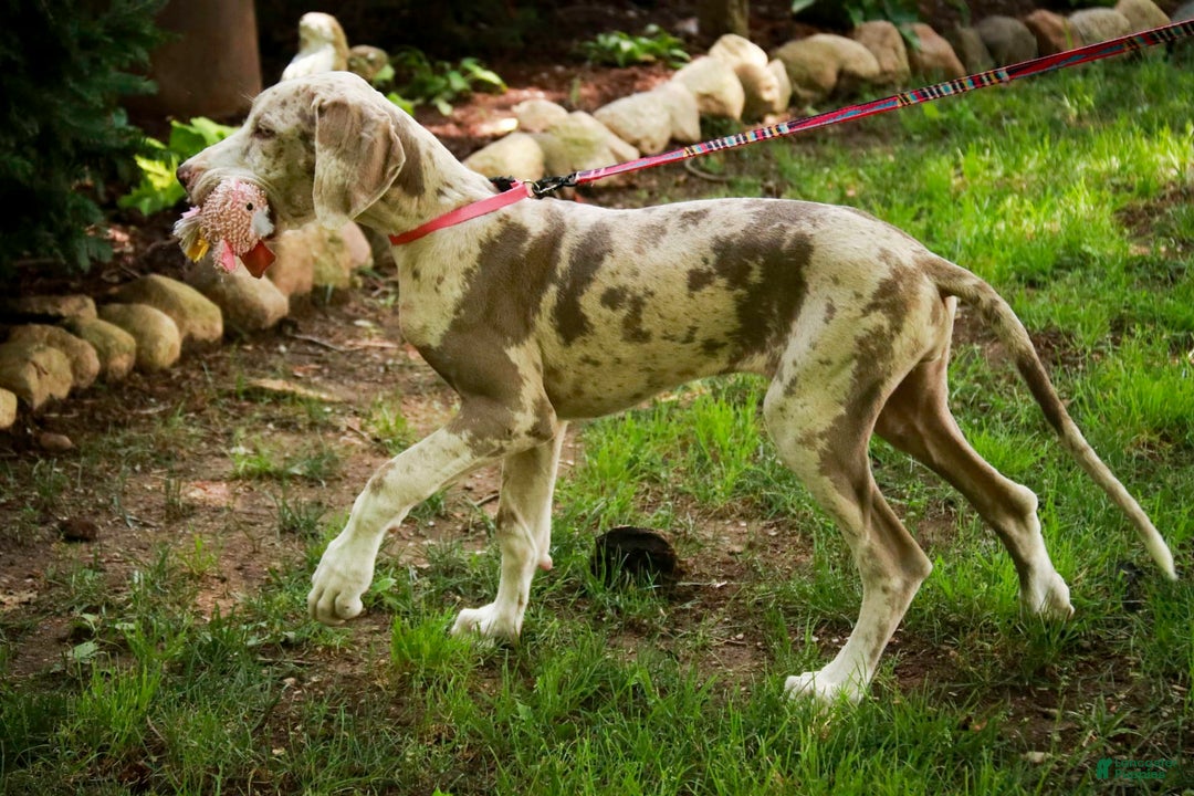 Great Dane dogs for sale: Jovie - Image 6