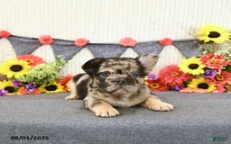 French Bulldog dogs for sale: Harley - Image 2