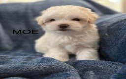 Coton De Tulear dogs for sale: Moe - Image 1