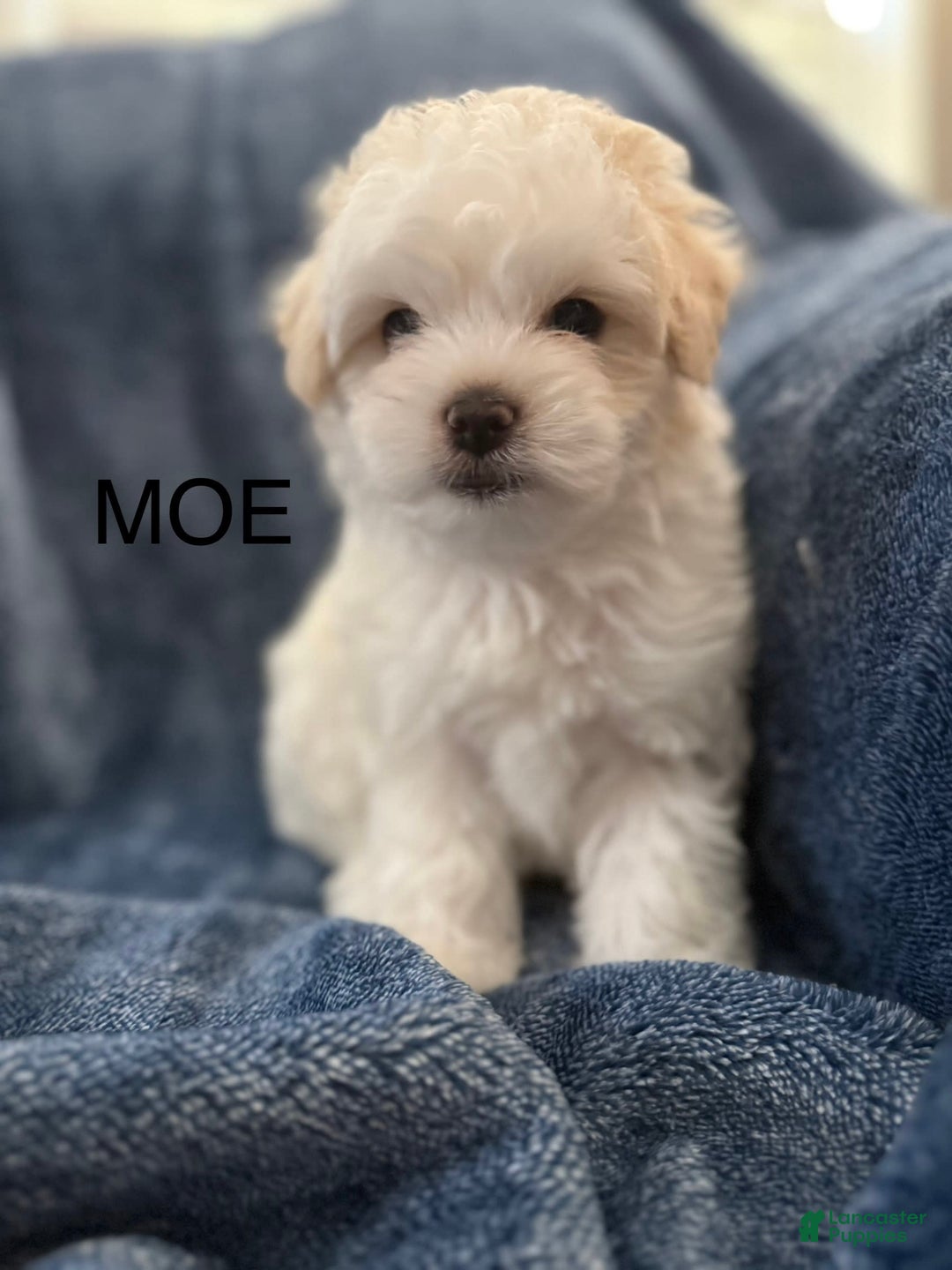 Coton De Tulear dogs for sale: Moe - Image 1
