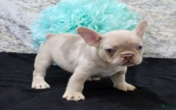 French Bulldog dogs for sale: French Bulldog 4 puppies - Image 6