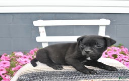 Pug dogs for sale: Patches - Image 2
