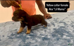 Rottweiler dogs for sale: Yellow Collar - Image 4